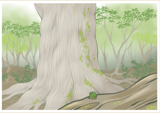 青蛙旅行照片-屋久杉01.png