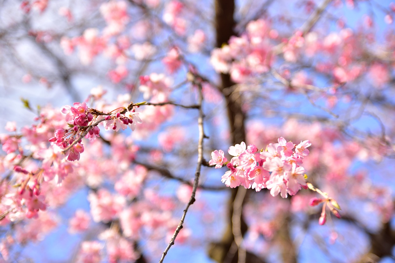 LINE 櫻花
