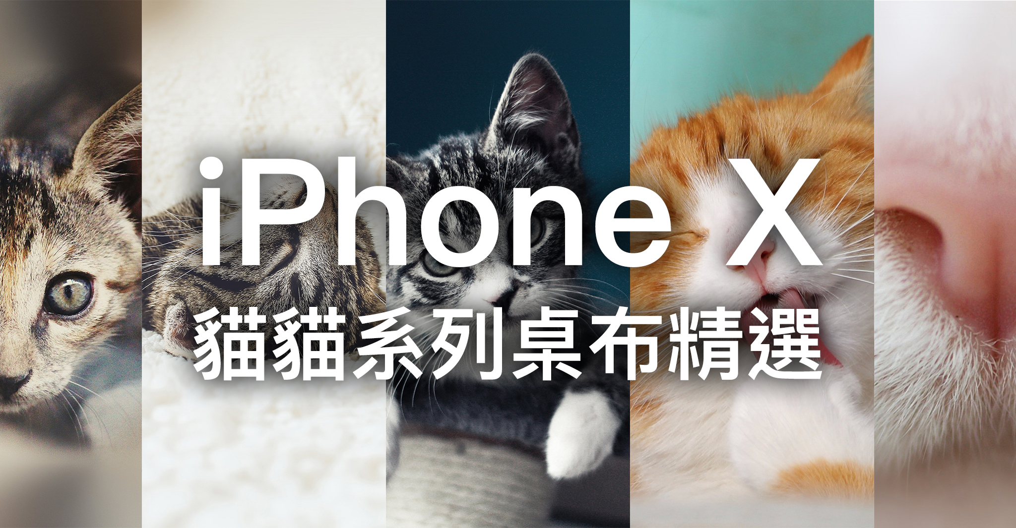 Iphone X 桌布下載 精選 張貓咪iphone X 桌布 蘋果仁 你的科技媒體
