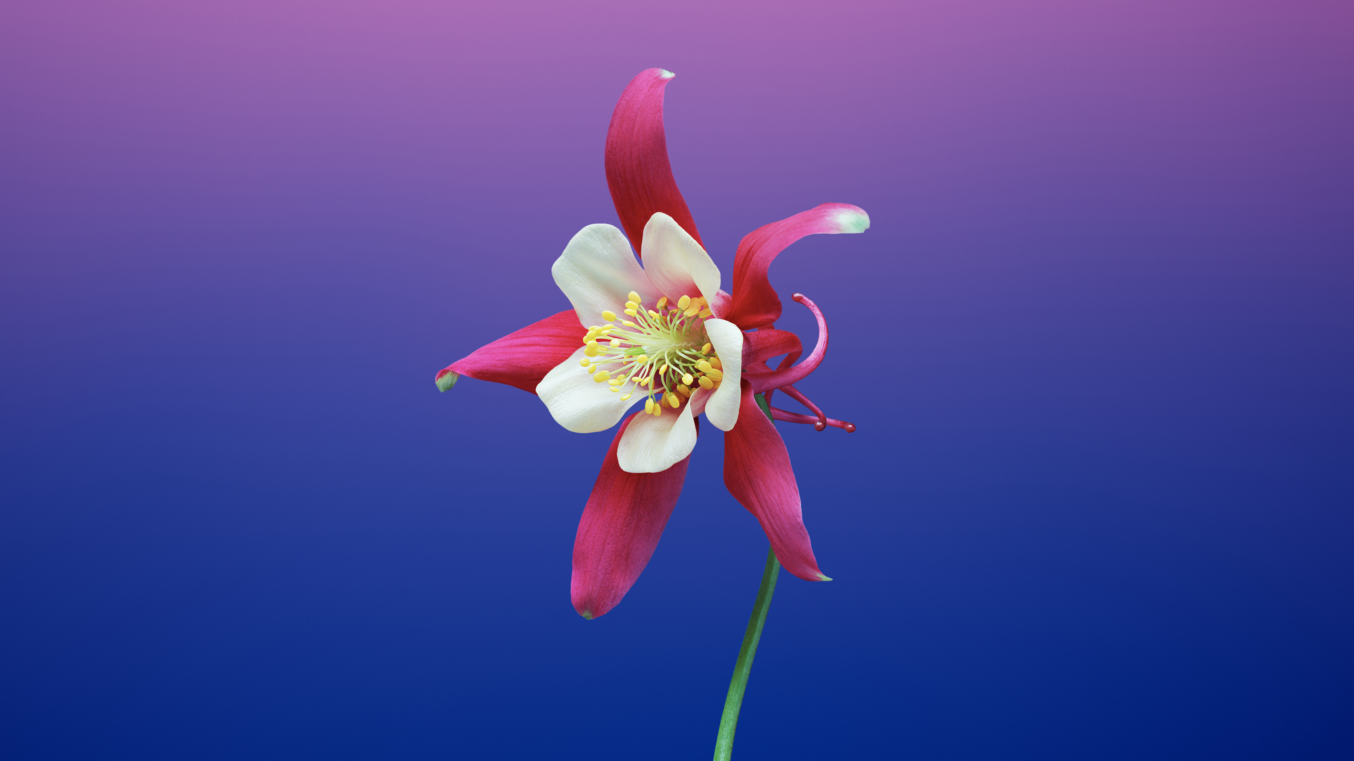 macOS 10.14 桌布、Mac 新桌布