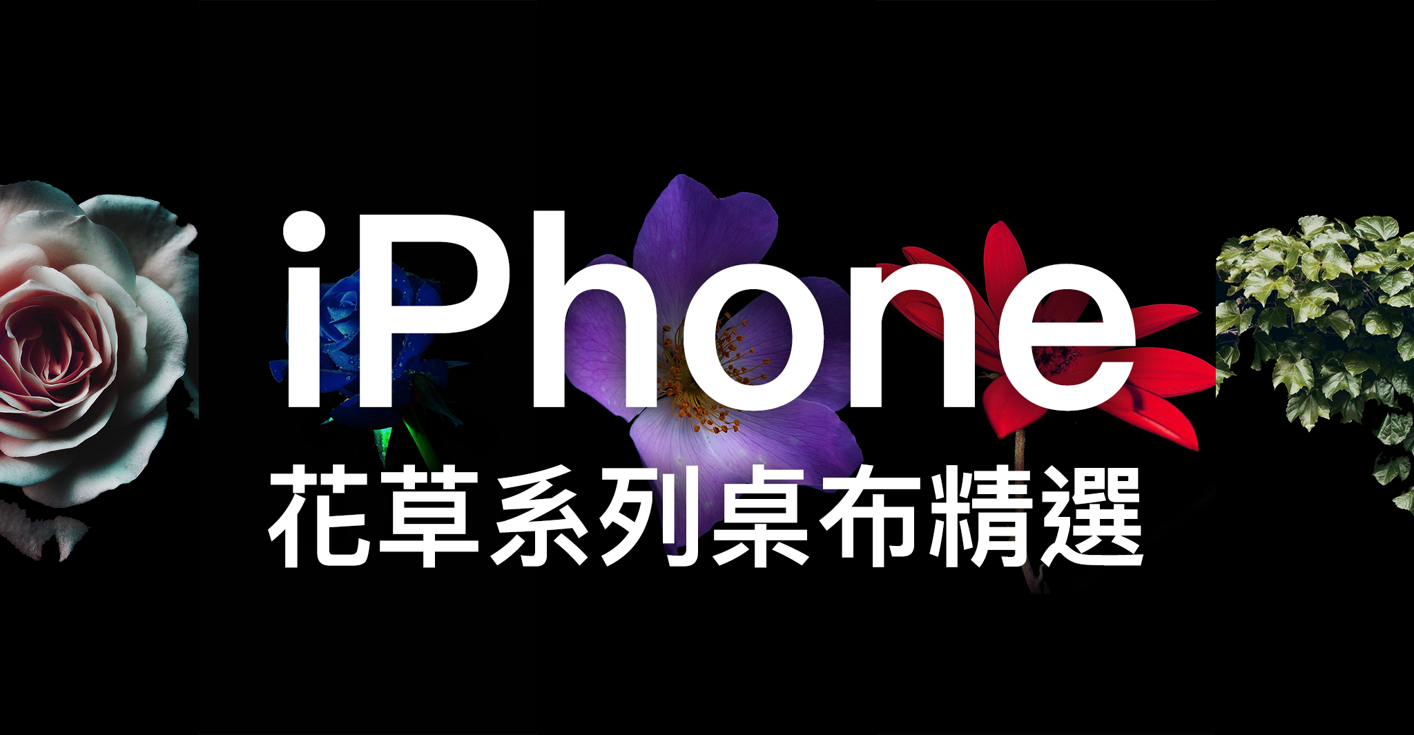 Iphone 桌布下載 精選 張花草系列iphone 桌布 蘋果仁 你的科技媒體