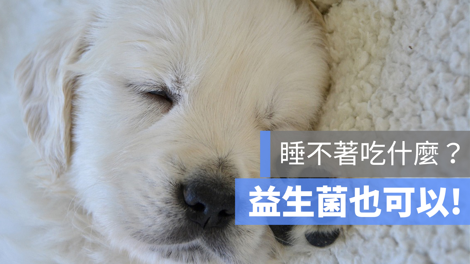 睡不著 益生菌