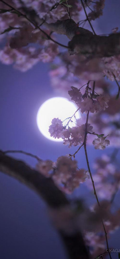 桌布分享 日本