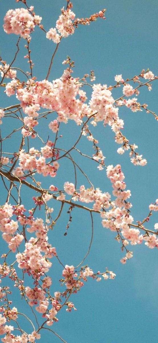 桌布分享 日本
