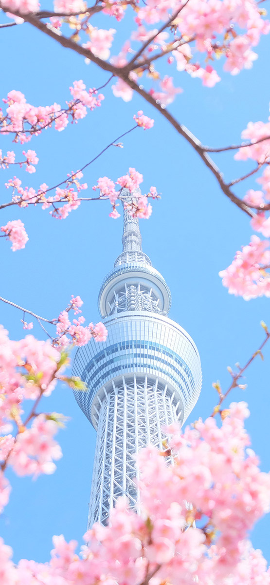桌布分享 日本