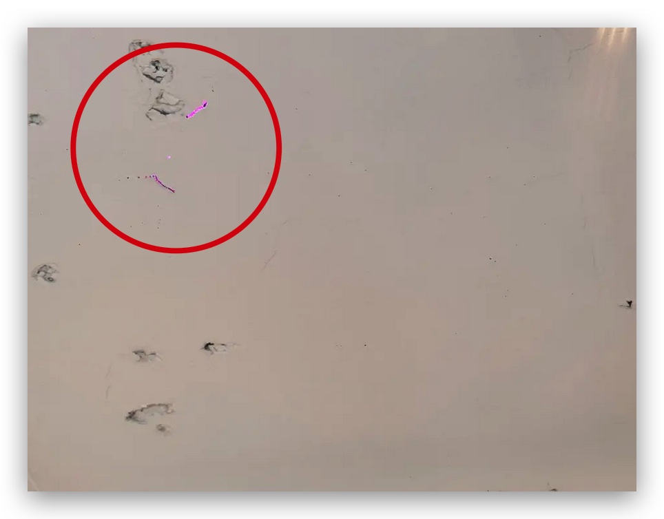 iPhone 相機 感光元件 雷射光 感光元件燒掉 紫斑 拍照紫斑 相機損壞