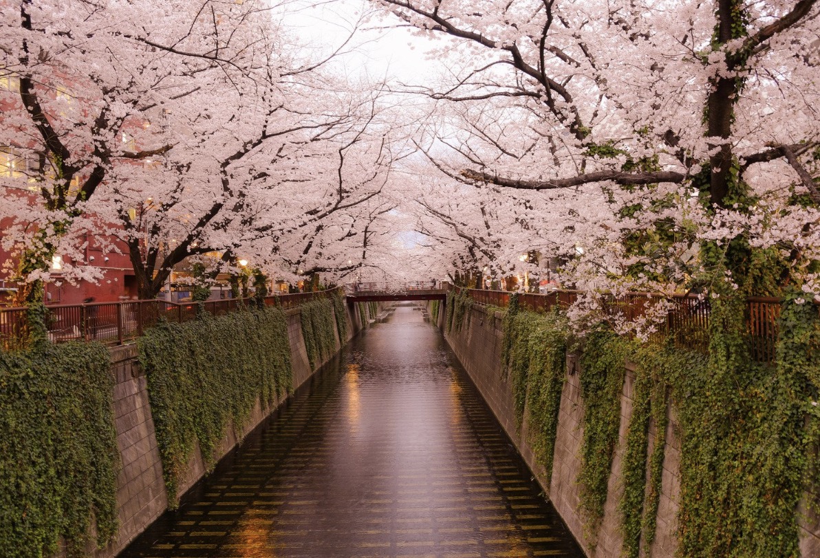 櫻花