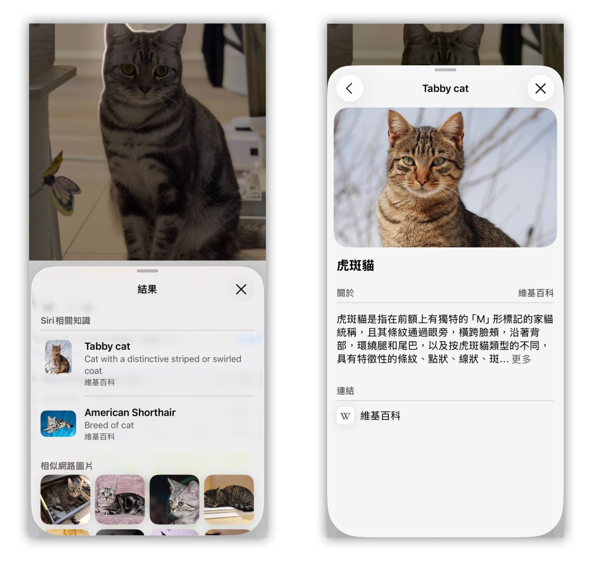 iOS iOS 26 iPhone iOS 26 圖像查詢 圖像查詢