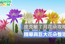 皮克敏 7 月花朵攻略：Pikmin Bloom 蘭花仙人掌、精華與巨大花朵整理