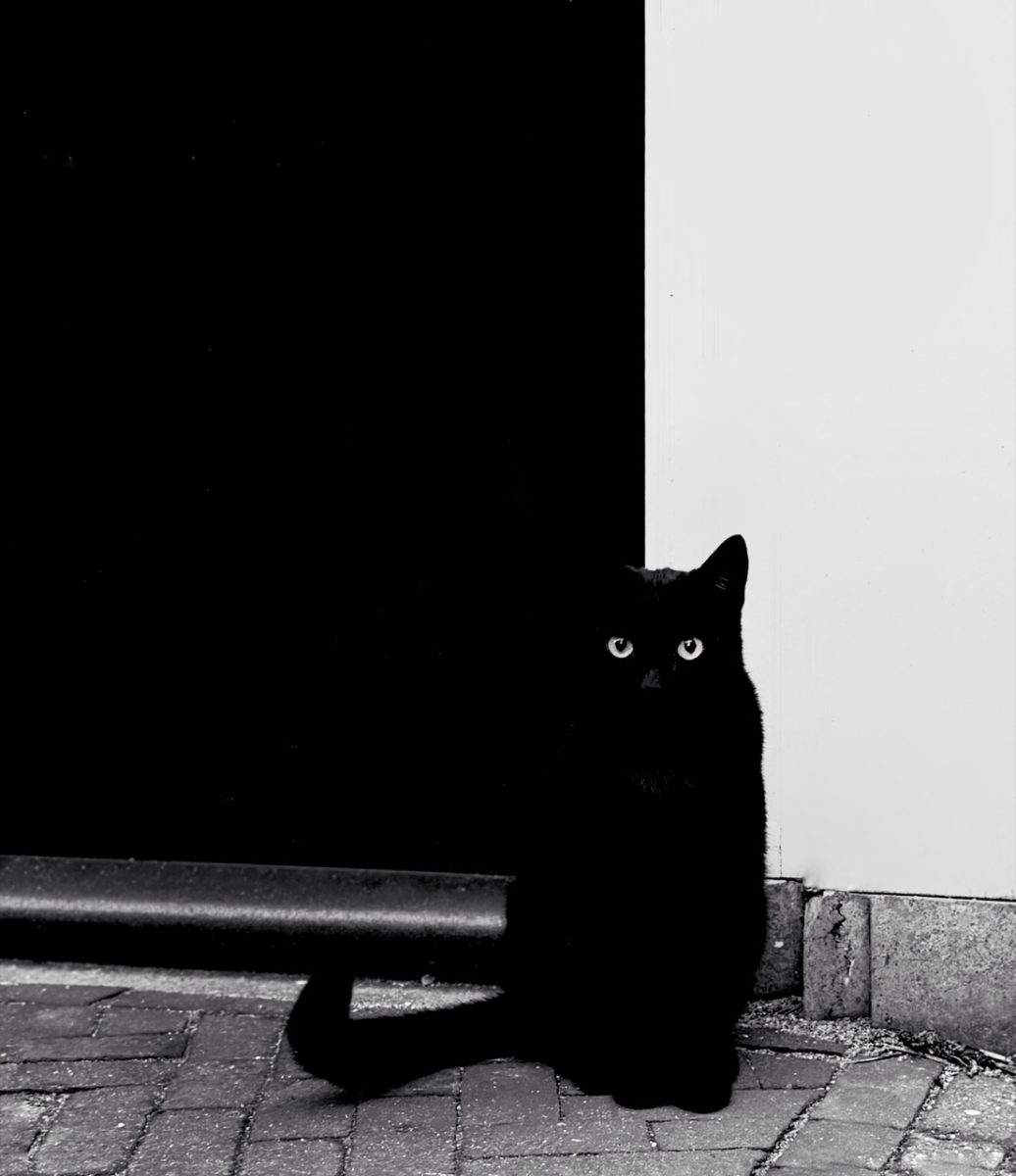 iPPA iPhone 攝影大獎 iPhone Photography Awards