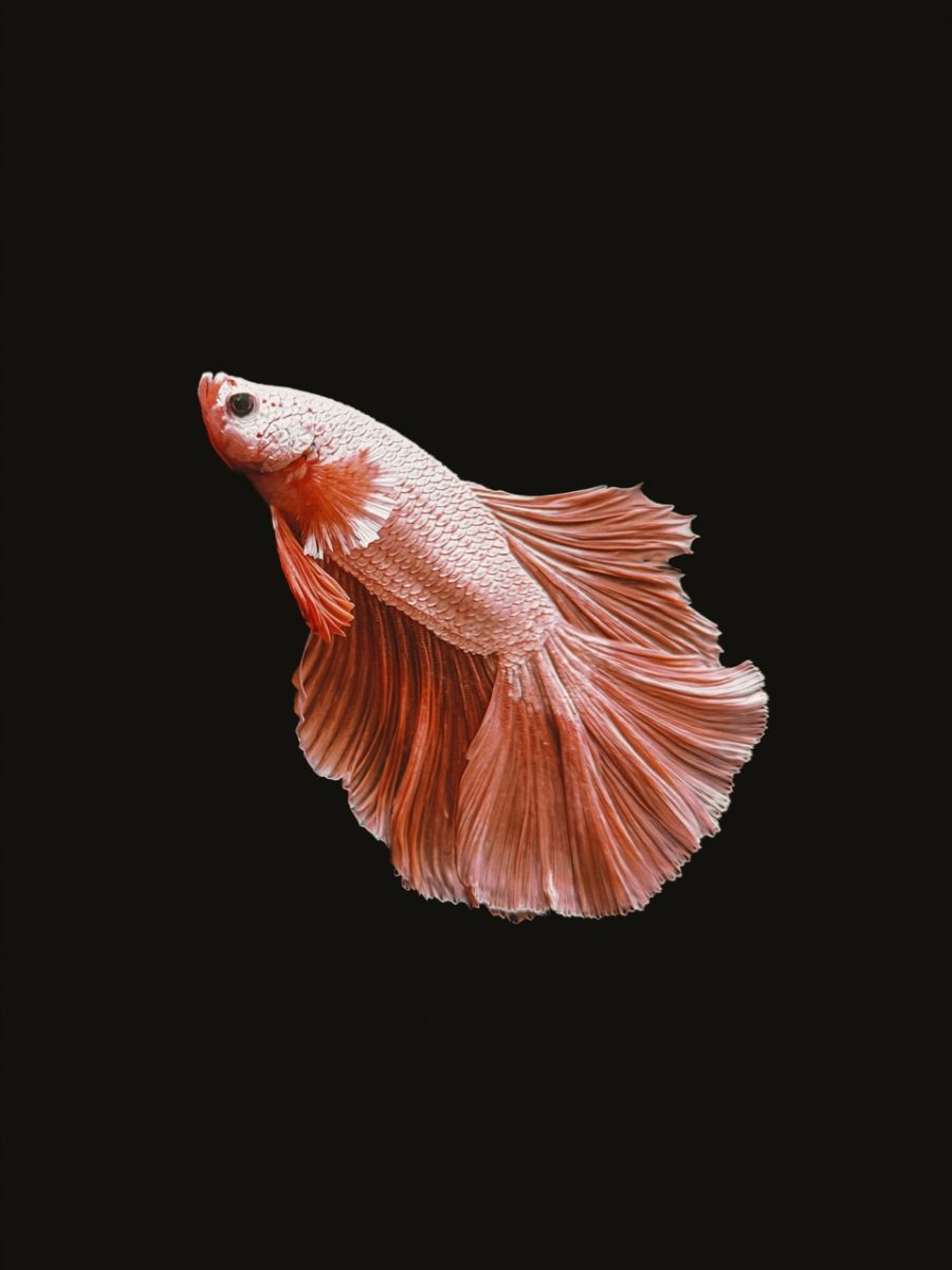 iPPA iPhone 攝影大獎 iPhone Photography Awards